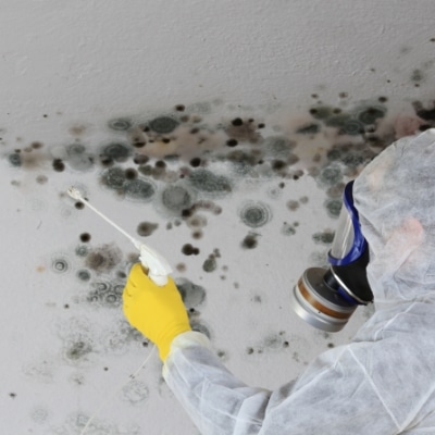 Properly Treat Mold In Boyntin Beach